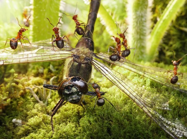 [fantasy-world-of-ants2%255B4%255D.jpg]