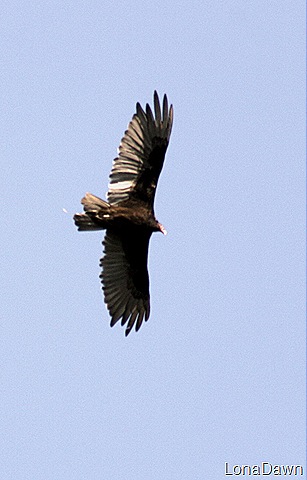 [Buzzard_RLake%255B6%255D.jpg]