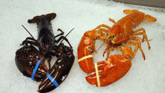 Rare Orange Lobster 20110704 Rare Orange Lobster 20110704