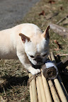 Franny, let me help tie up the bamboo into bundles with this string.