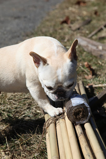 Franny, let me help tie up the bamboo into bundles with this string.