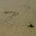 Scarab beetle