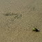 Scarab beetle