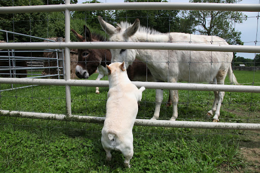 Excuse me, Clive!  Don't forget about greyhounds!  Those speedsters can run up to 45-miles per hour!  That's way faster than donkeys!