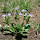 Flowering plants of Botswana