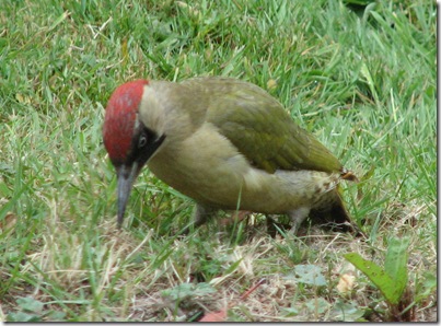 20110527 Green woodpecker 004