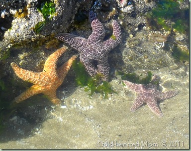 starfish
