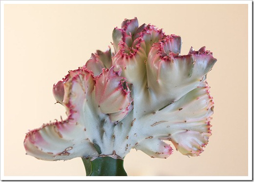 111220_Euphorbia-lactea-Rainbow-Crest_008 111220_Euphorbia-lactea-Rainbow-Crest_008