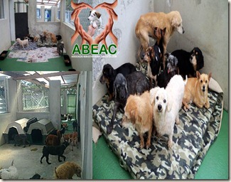 abeac_resgatados_300_b abeac_resgatados_300_b