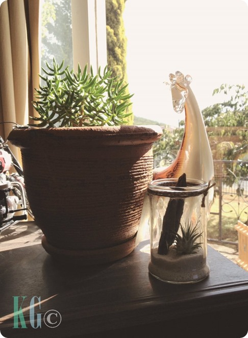 Indoor Garden indoor pot plants succulent air plant giraffe