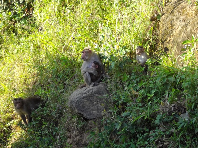 [NilgiriMountainsApes13.jpg]