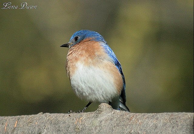 [Bluebird2_April2012%255B10%255D.jpg]
