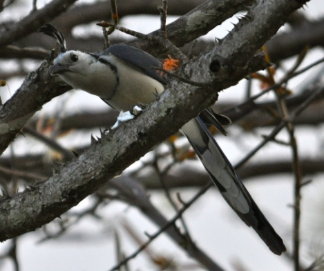 DSC_0381.jpg DSC 0381