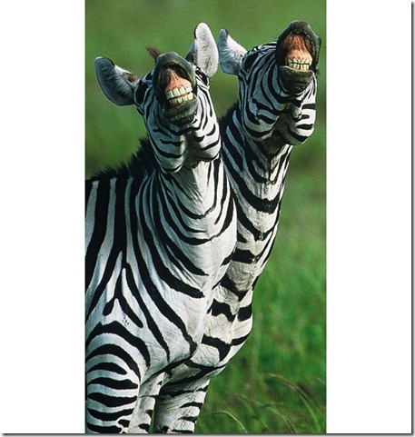 laughing-zebras_1747230i