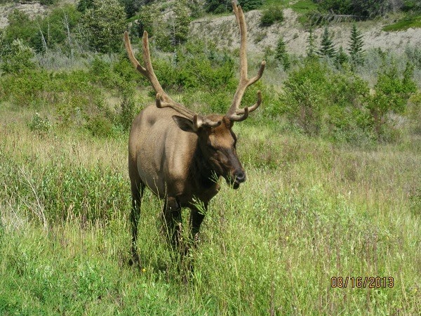 [Elk-in-Jasper-National-Park-6.jpg]
