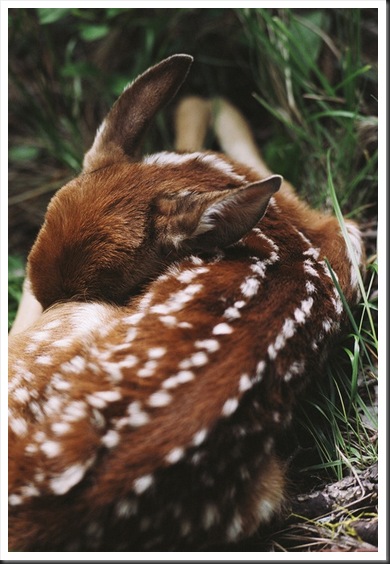 deer