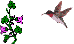 hummingbird20243