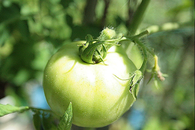 [Tomato_Green%255B5%255D.jpg]