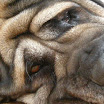 puppen 6 weken 013.jpg