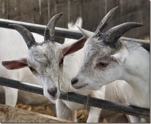 11-goats