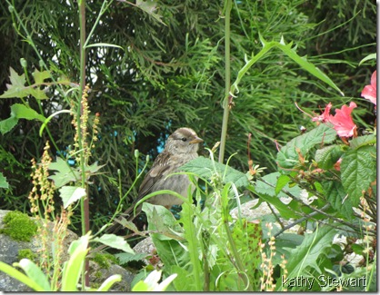 White Crowned Sparrow fledgling