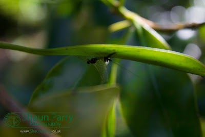 Trengwainton Gardens-2.jpg