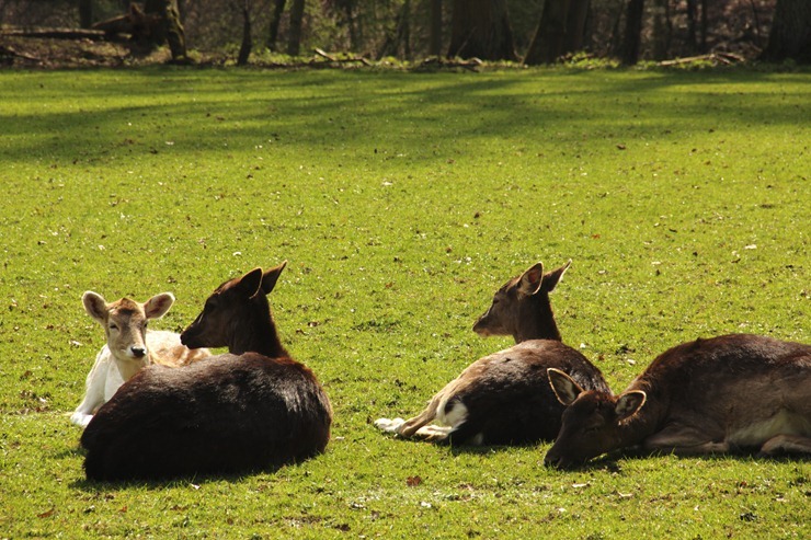rehe1