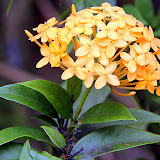 Beautiful Flowers At The Botanic Garden - Castries, St. Lucia