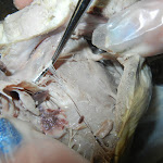 chordae_tendinae_02.JPG