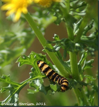 cinnabar-caterpillar (3)