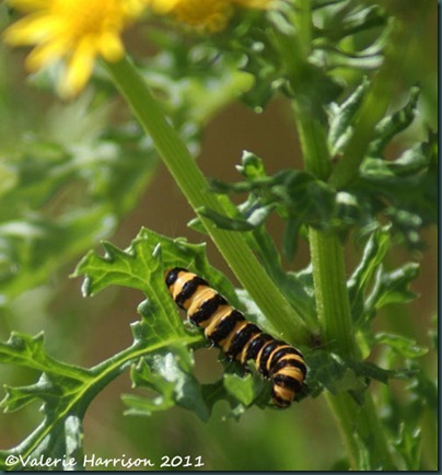 cinnabar-caterpillar (3) cinnabar-caterpillar (3)
