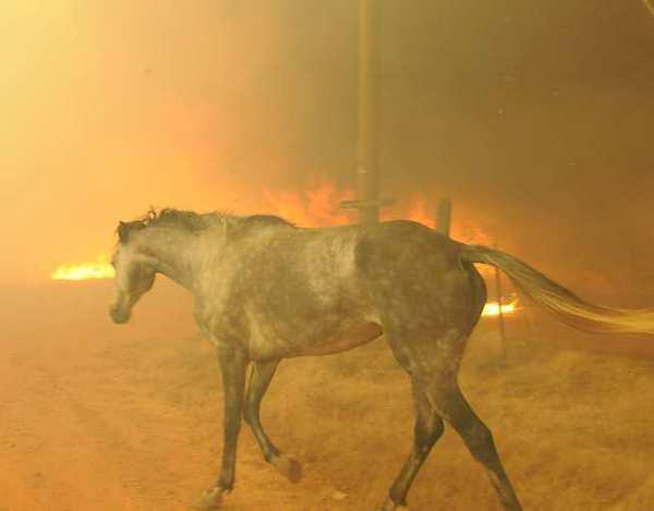 A horse tries to escape a wildfire burning in Slaughter, Oklahoma, 3 August 2012. The horse was eventually rescued. Jerry Laizure/ Norman Transcript