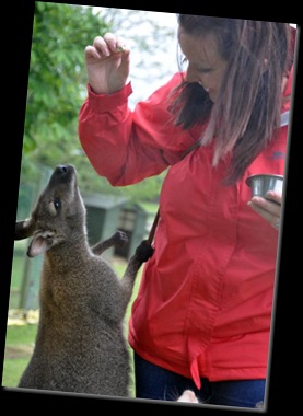 Christina feeding Wallaby (resized) DSC_1085