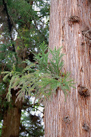 2014 április 26 Kámoni arborétum Cryptomeria japonica Japánciprus (1).jpg