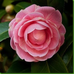 A pink camellia flowering against glossy green leaves in the early spring. 