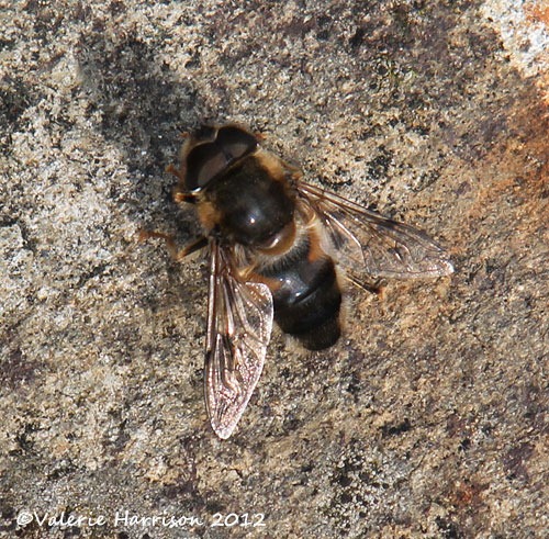[12-Eristalis-pertinax%255B2%255D.jpg]