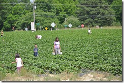 Strawberry Picking May 2011 40