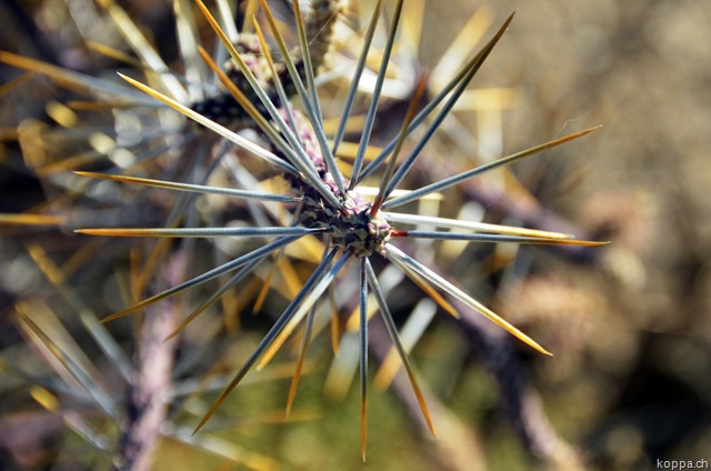 [110927JoshuaTreeNP22.jpg]