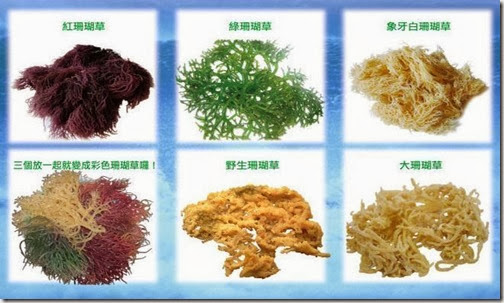 珊瑚1 珊瑚1