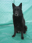LOBA. Hembra 10 años. Cariñosa, tranquila. Desconfía de desconocidos.