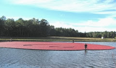 cranberry harvest corralled berries 9.20.2012