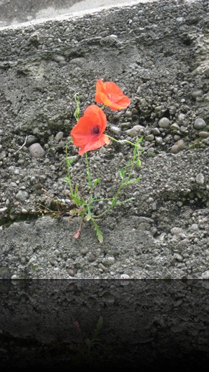 IMG_0830 IMG_0830