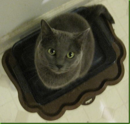 Pungy-in-water-dish
