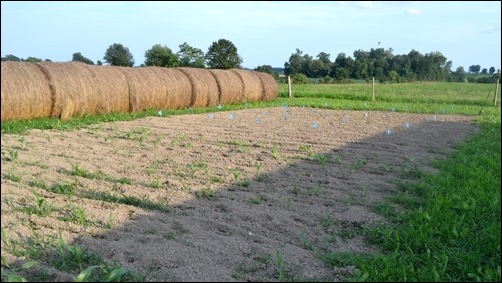 more corn and beans July 8