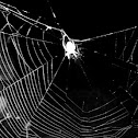 Spider Web