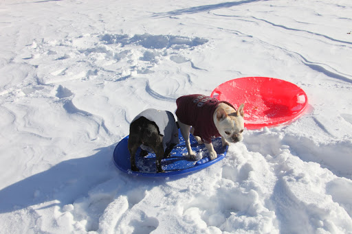 Sharkey!  Now this is a brilliant idea.  A new event for our Doggie Olympics will be the two-dog-saucer!  How exciting and daring!