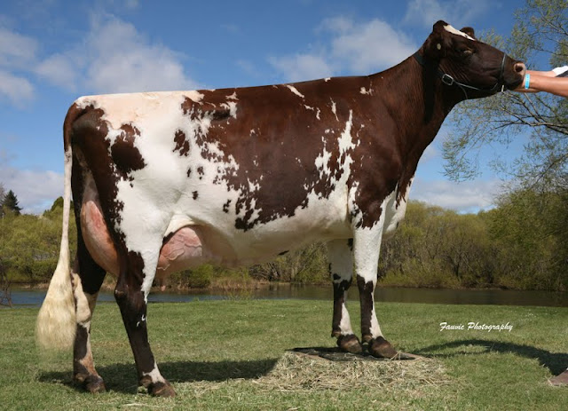 Myrtleholme Lucy 2.jpg