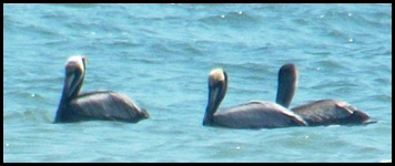 pelicans