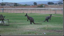 birds and roos rt 015
