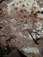 宮城野桜
